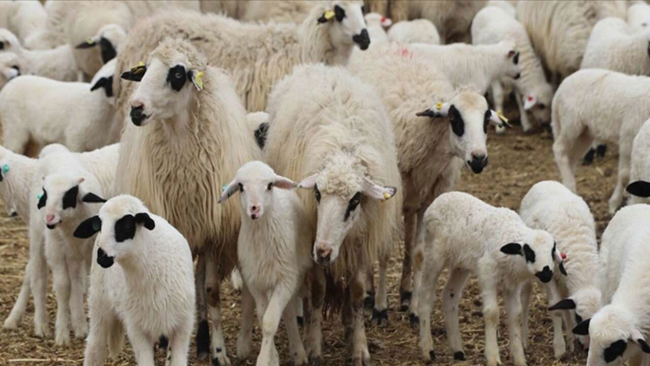 Dev destek geldi: 100 küçükbaş hayvan ve aylık 15 bin TL