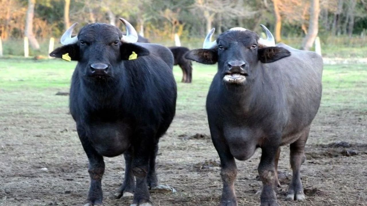 Türk bilim insanlarından tarihi hamle: “Murana” ile süt verimi katlandı